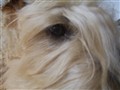 Kennel Oreifos - Irish Softcoated Wheaten Terrier 